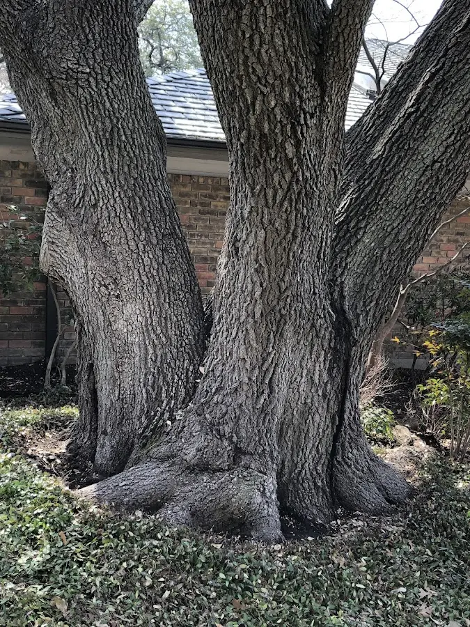 Mature heritage tree close to a Cairo property cared for by certified arborists